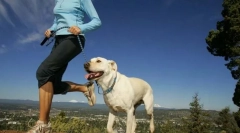 A kutyák fizikai aktivitása